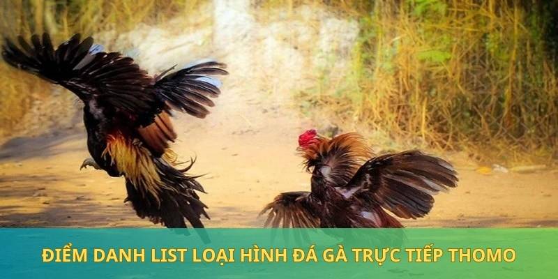 Đá gà cựa sắt tạo nên sự mãn nhãn trong chiến kế chất lượng 