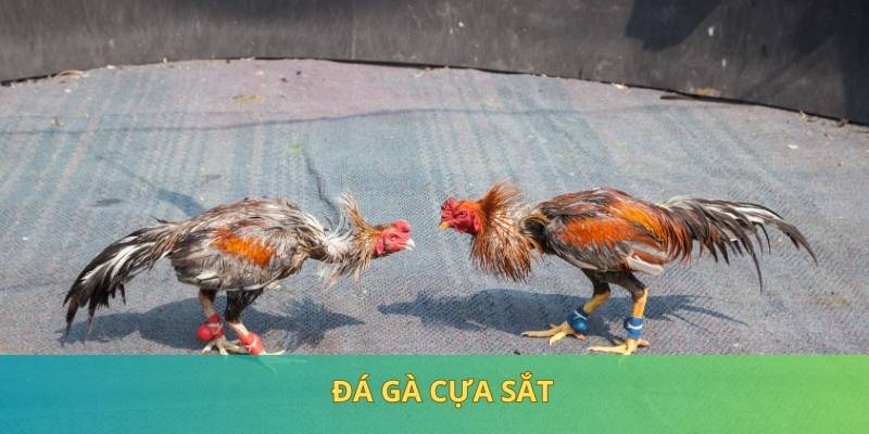 Đá Gà Cựa Sắt - Mãn Nhãn Với Trận Đấu Đầy Kịch Tính