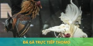 Đá Gà Trực Tiếp Thomo - Loại Hình Giải Trí Đỉnh Cao