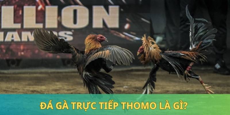 Đá gà trực tiếp Thomo tạo nên những màn giao tranh đầy cuốn hút