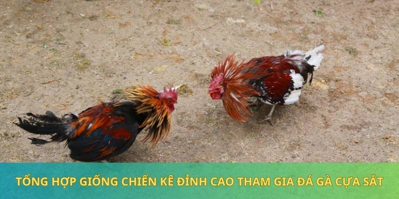 Dòng gà nòi tạo ra những đòn đá chất lượng, dũng mãnh