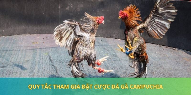 Quy tắc tham gia đặt cược loại hình đá gà trực tiếp Campuchia đúng chuẩn 