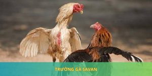 Trường Gà Savan - Nơi Hội Tụ Top Chiến Kê Đình Đám