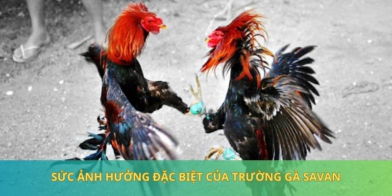 Trường gà tạo nên sức ảnh hưởng đặc biệt đối với tín đồ yêu thích đá gà trực tiếp 